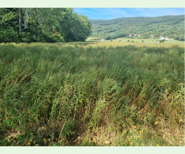 Ambrosia artemisiifolia