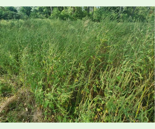 Ambrosia artemisiifolia