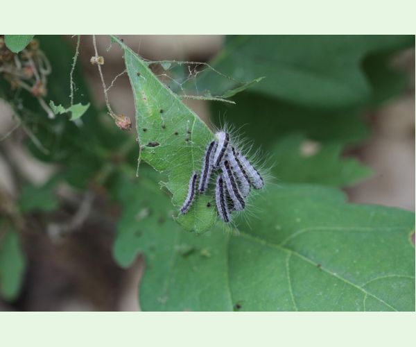 Thaumetopoea processionea