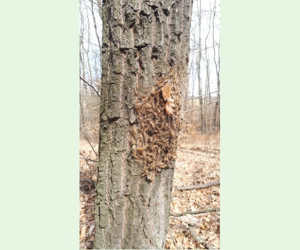 Thaumetopoea processionea