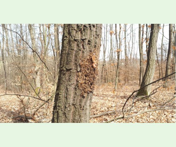 Thaumetopoea processionea