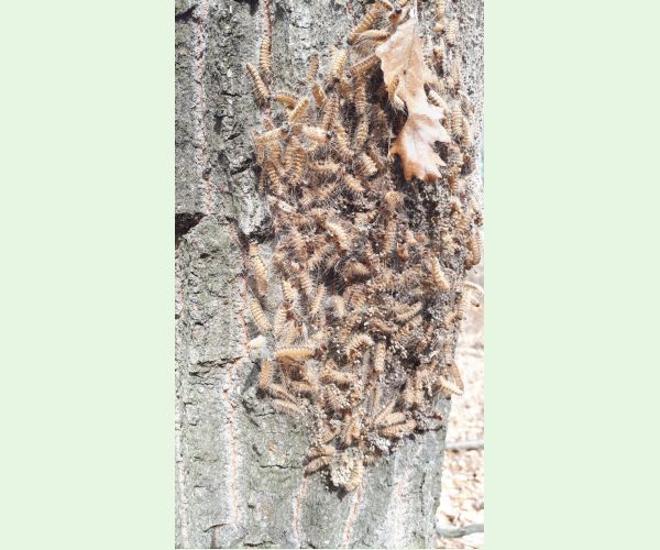 Thaumetopoea processionea