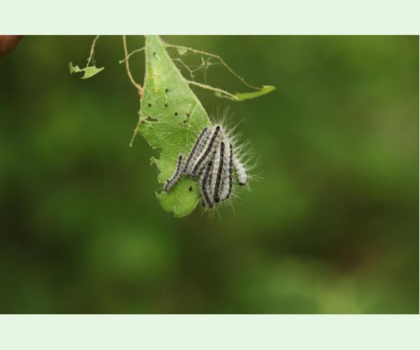 Thaumetopoea processionea