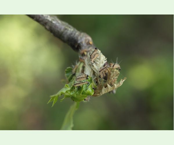 Thaumetopoea processionea