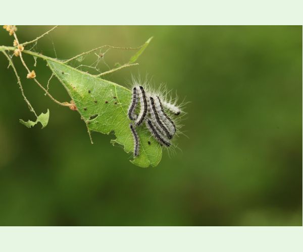 Thaumetopoea processionea