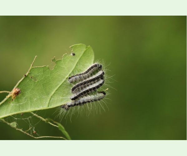 Thaumetopoea processionea