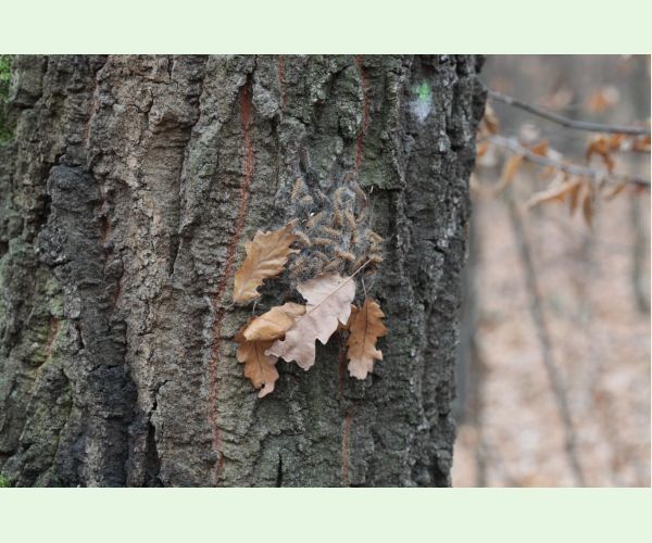 Thaumetopoea processionea