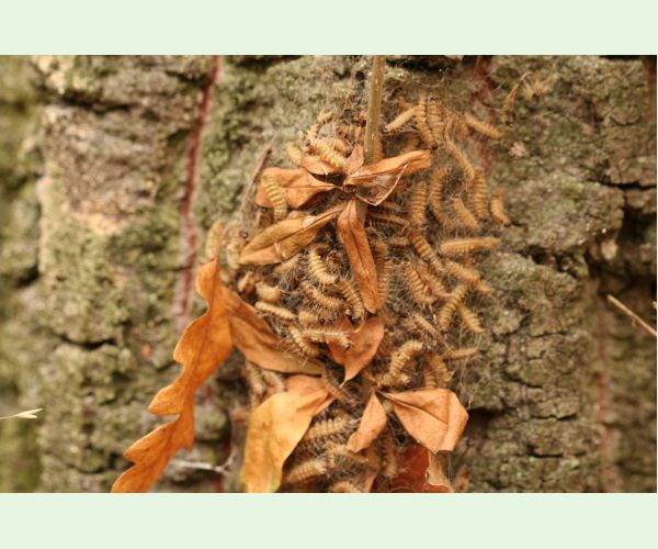 Thaumetopoea processionea