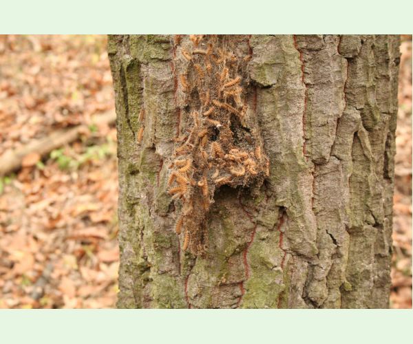 Thaumetopoea processionea