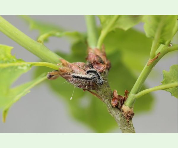 Thaumetopoea processionea