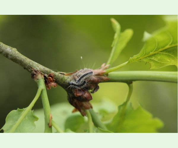 Thaumetopoea processionea