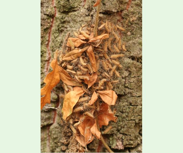 Thaumetopoea processionea