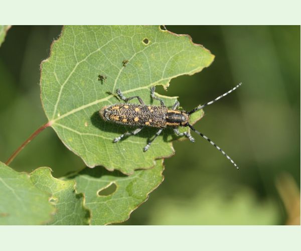 Saperda populnea