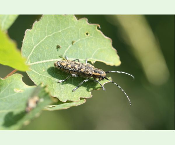 Saperda populnea