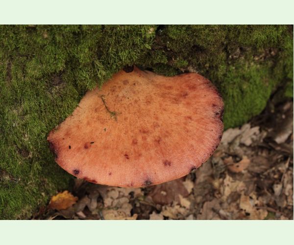 Fistulina hepatica