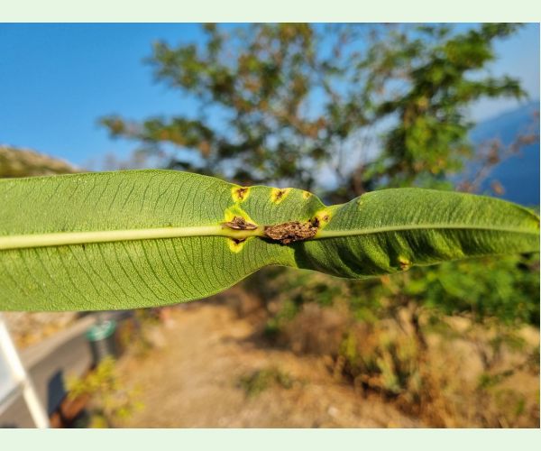 Pseudomonas savastanoi nerii
