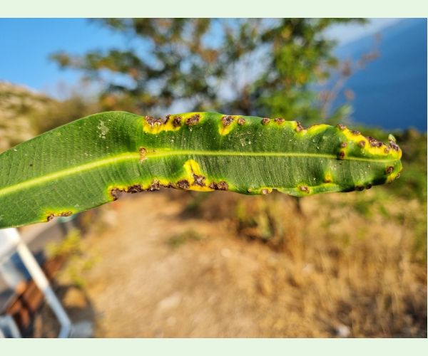 Pseudomonas savastanoi nerii