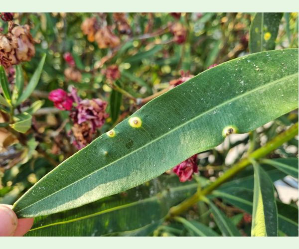 Pseudomonas savastanoi nerii