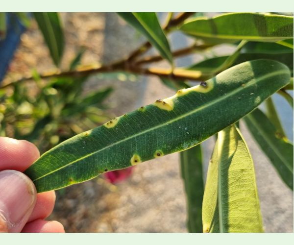 Pseudomonas savastanoi nerii