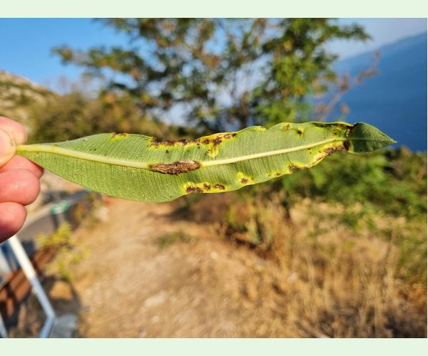Pseudomonas savastanoi nerii
