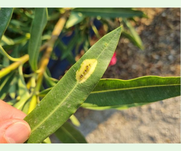 Pseudomonas savastanoi nerii