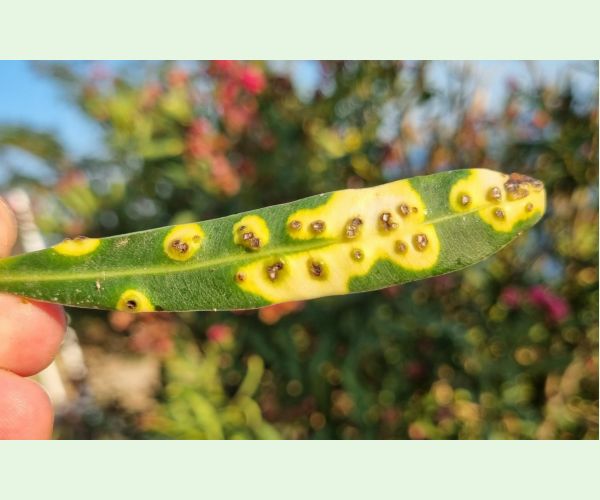 Pseudomonas savastanoi nerii