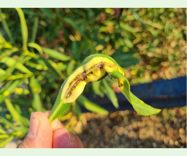 Pseudomonas savastanoi nerii