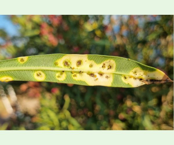 Pseudomonas savastanoi nerii