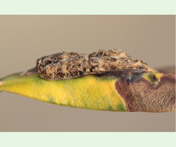 Pseudomonas savastanoi nerii