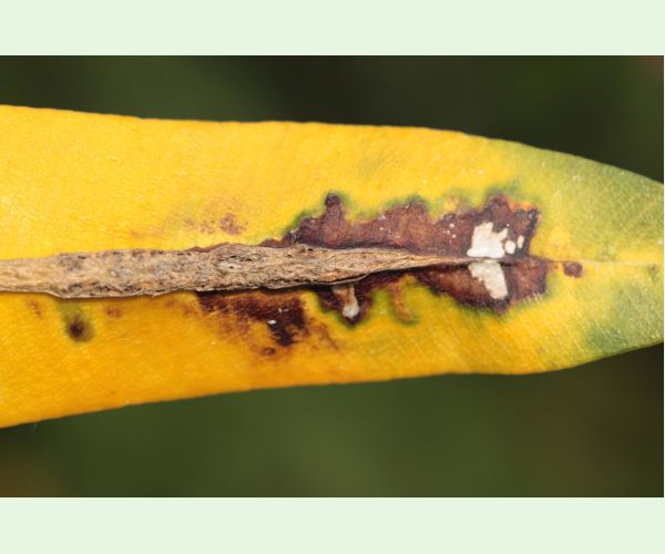 Pseudomonas savastanoi nerii