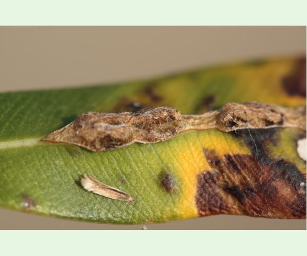 Pseudomonas savastanoi nerii