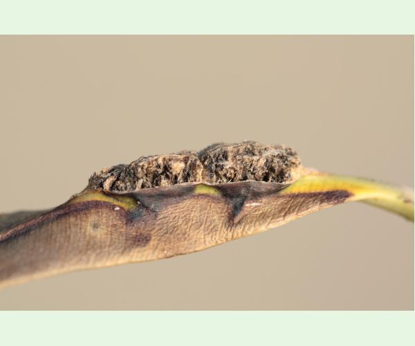 Pseudomonas savastanoi nerii