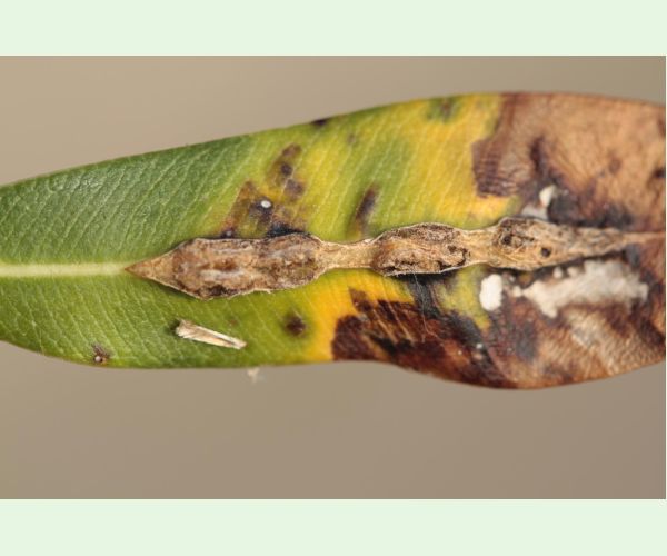 Pseudomonas savastanoi nerii