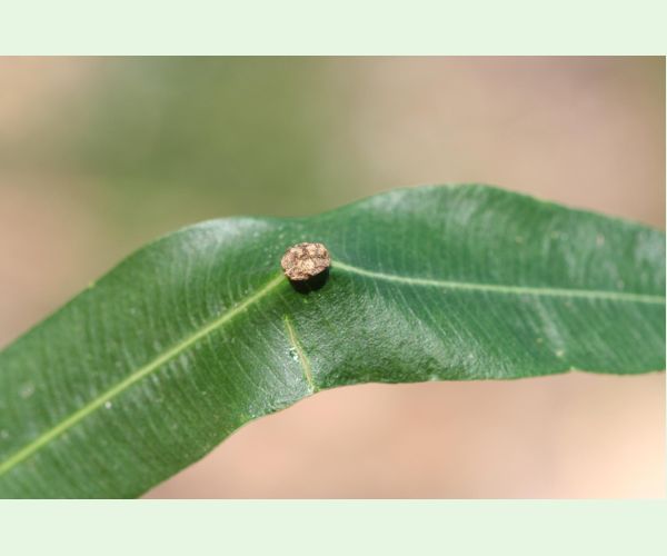 Pseudomonas savastanoi nerii