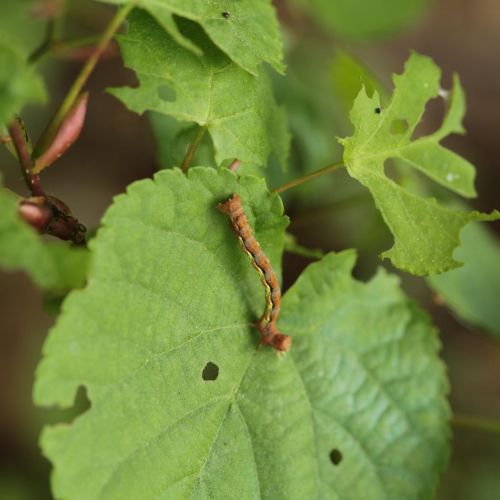 Erannis defoliaria