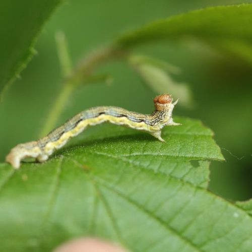 Erannis defoliaria