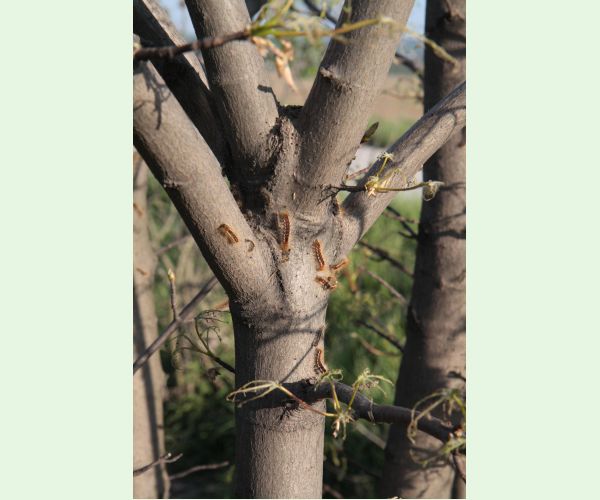 Euproctis chrysorrhoea