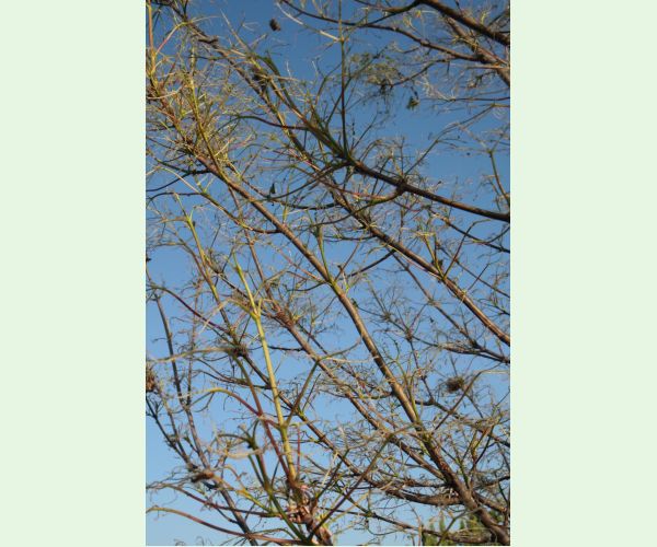 Euproctis chrysorrhoea