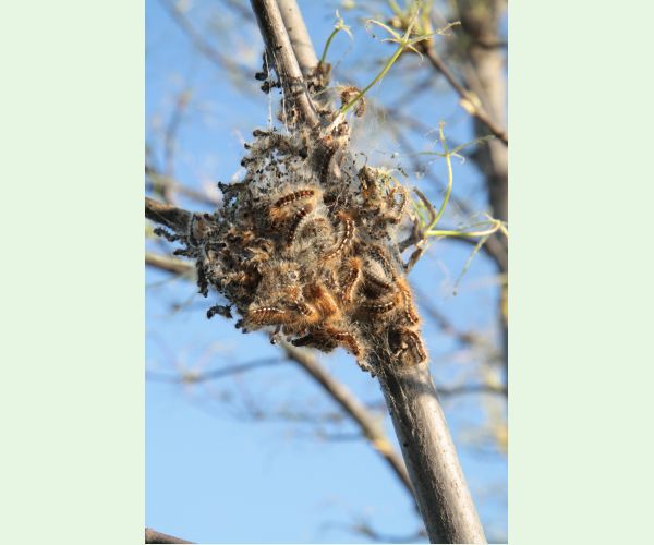 Euproctis chrysorrhoea