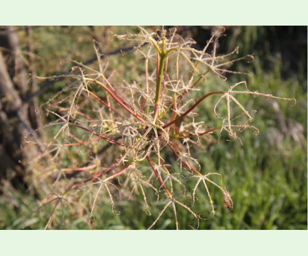 Euproctis chrysorrhoea