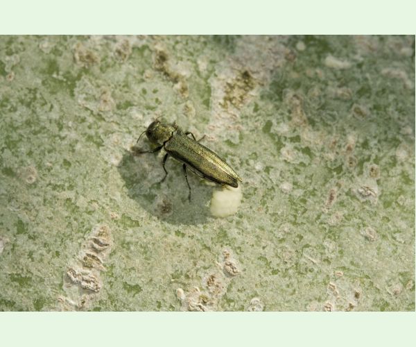 Agrilus suvorovi populneus
