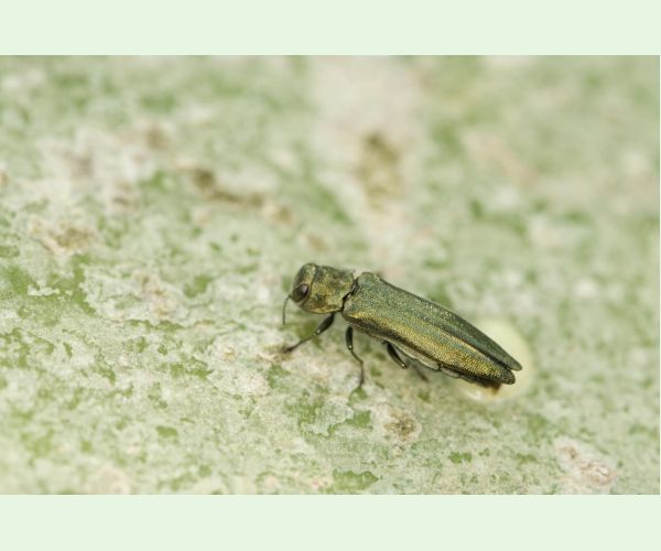 Agrilus suvorovi populneus