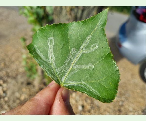 Phyllocnistis unipunctella