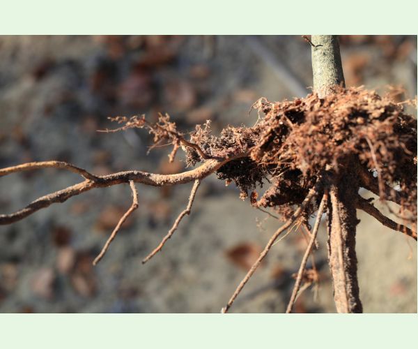 Melolontha hippocastani