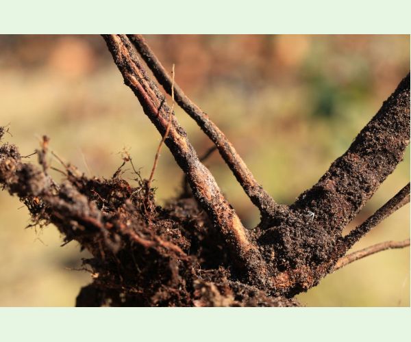 Melolontha hippocastani