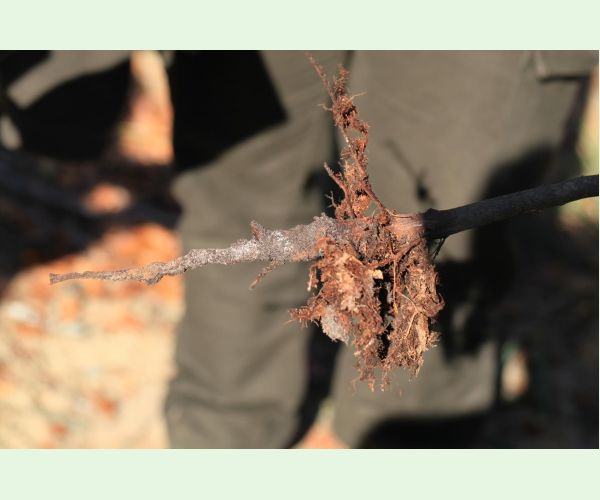 Melolontha hippocastani