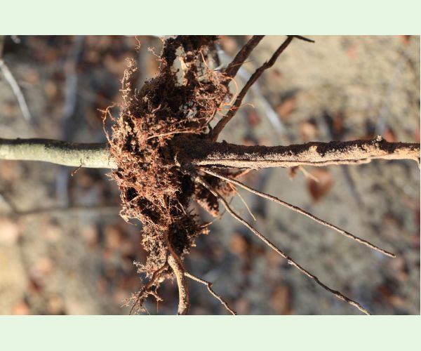 Melolontha hippocastani