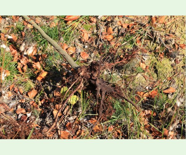 Melolontha hippocastani