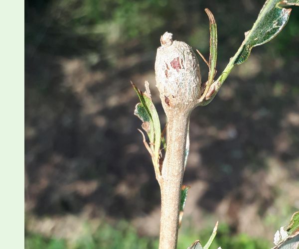 Pseudoneuroterus macropterus
