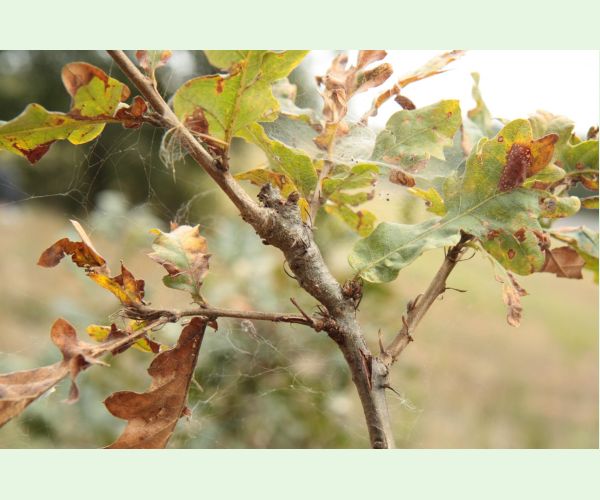 Pseudoneuroterus macropterus